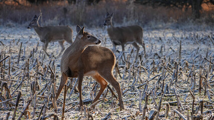 deer in the woods