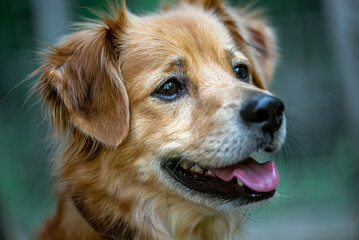 Portrait of mixed breed dog.