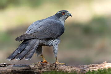 Northern Goshawk (Accipiter gentilis) in the forest of Noord Brabant in the Netherlands.           ...