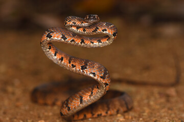 Barnes’s cat snake (Boiga barnesii)   Endemic to Sri Lanka.