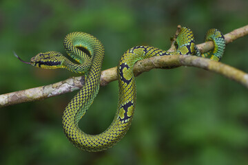 Green pit viper (Peltopelor trigonocephalus)  Endemic to Sri Lanka.