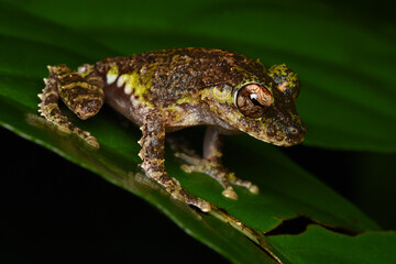 Hollow-snouted shrub frog (Pseudophilautus cavirostris) Endemic to Sri Lanka