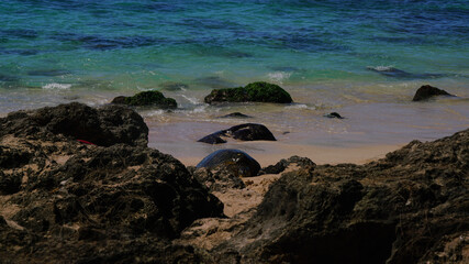 sea turtle on the beach