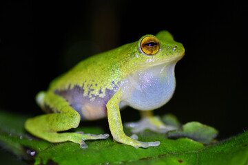 Side-striped shrub frog (Pseudophilautus pleurotaenia)  Endemic to Sri Lanka.