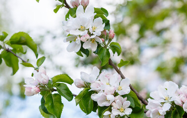 White Apple flowers on a branch in the spring garden. Apple blossom. Spring floral background