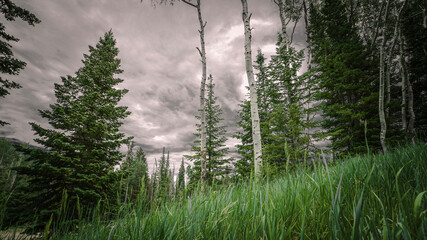 aspen trees in the mountains