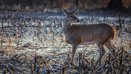 whitetail doe deer in the winter field