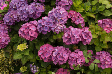 Hortensias mauves