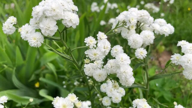Achillea ptarmica or neezewort or sneezeweed ballerina many white flowers with green leaves