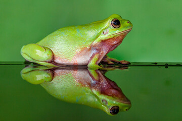 The Australian green tree frog (Ranoidea caerulea), also known as simply green tree frog in Australia, White's tree frog, or dumpy tree frog