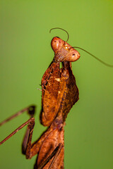 The praying mantis is any insect of the order Mantodea