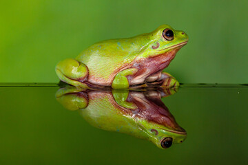 The Australian green tree frog (Ranoidea caerulea), also known as simply green tree frog in Australia, White's tree frog, or dumpy tree frog
