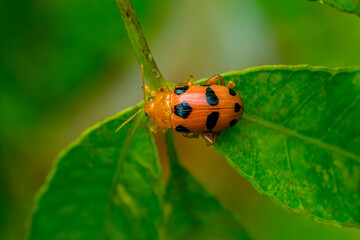 Coleomegilla maculata, commonly known as the spotted lady beetle, pink spotted lady beetle or twelve-spotted lady beetle