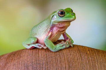 The Australian green tree frog (Ranoidea caerulea), also known as simply green tree frog in Australia, White's tree frog, or dumpy tree frog