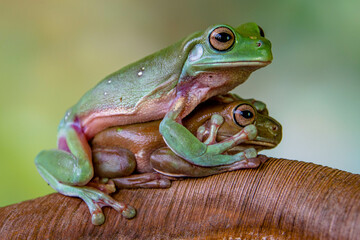 The Australian green tree frog (Ranoidea caerulea), also known as simply green tree frog in Australia, White's tree frog, or dumpy tree frog