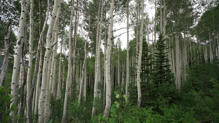 Fototapeta premium Aspen tree background