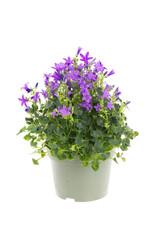 Flowering campanula plant