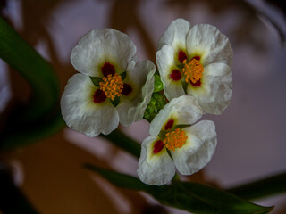 Aquatic plants are plants that have adapted to living in aquatic environments (saltwater or...
