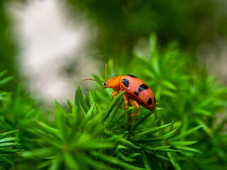 Coleomegilla maculata, commonly known as the spotted lady beetle, pink spotted lady beetle or twelve-spotted lady beetle