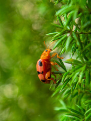 Coleomegilla maculata, commonly known as the spotted lady beetle, pink spotted lady beetle or twelve-spotted lady beetle