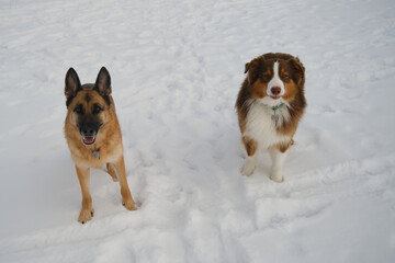 Brown Australian Shepherd and black and red German Shepherd are best friends outside in winter. Two dogs stand on snow and look up carefully, waiting for command. Top view.