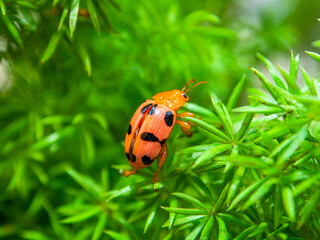 Coleomegilla maculata, commonly known as the spotted lady beetle, pink spotted lady beetle or twelve-spotted lady beetle