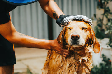 photograph of golden retriever dog getting a bath at home. Concept of pets, domestic animals and...