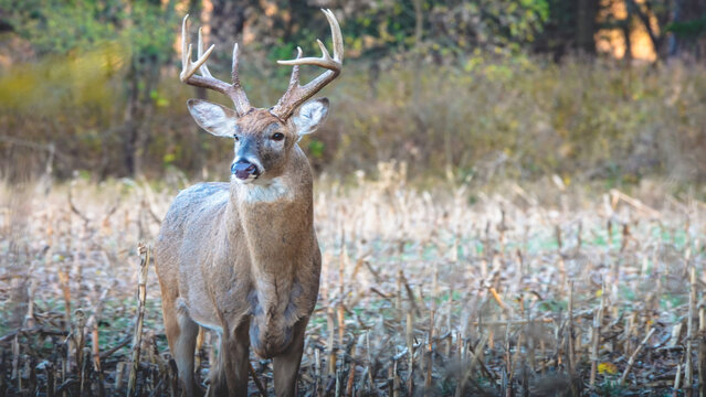 Kansas whitetail buck deer in the field