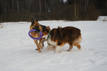 Concept pets have fun in nature without people. Two dogs best friends playing in winter snow park together. Australian and German Shepherd active and energetic dog breeds. Game tug of war.