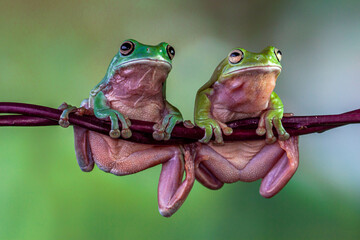 The Australian green tree frog (Ranoidea caerulea), also known as simply green tree frog in Australia, White's tree frog, or dumpy tree frog