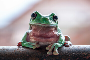 The Australian green tree frog (Ranoidea caerulea), also known as simply green tree frog in Australia, White's tree frog, or dumpy tree frog