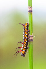 A caterpillar is the larval form of some insects
