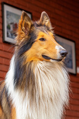The Rough Collie (also known as the Long-Haired Collie) is a long-coated dog breed of medium to large size