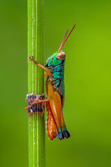 rainbow grasshoper on leaf