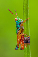 rainbow grasshoper on leaf