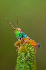 rainbow grasshoper on leaf