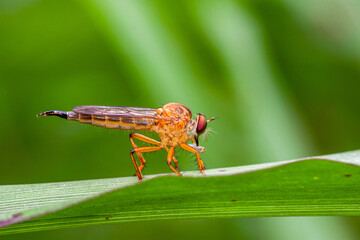 The Asilidae are the robber fly family, also called assassin flies
