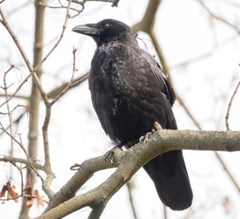 Rabenkrähe im Baum