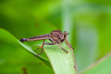 The Asilidae are the robber fly family, also called assassin flies