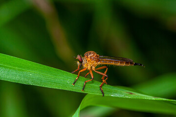 The Asilidae are the robber fly family, also called assassin flies