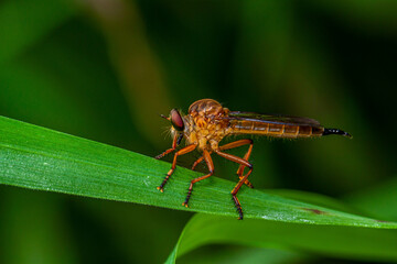 The Asilidae are the robber fly family, also called assassin flies