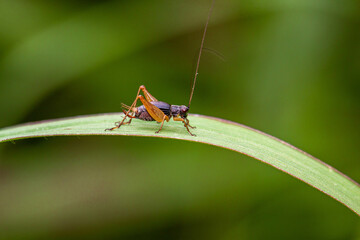Grasshoppers are typically ground-dwelling insects with powerful hind legs which allow them to escape from threats by leaping vigorously