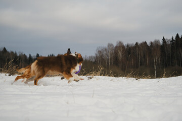Concept pets have fun in nature without people. Two dogs best friends playing in winter snow park together. Australian and German Shepherd active and energetic dog breeds. Game tug of war.
