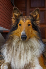 The Rough Collie (also known as the Long-Haired Collie) is a long-coated dog breed of medium to large size