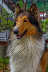 The Rough Collie (also known as the Long-Haired Collie) is a long-coated dog breed of medium to large size