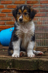 The Siberian Husky is a medium-sized working sled dog breed