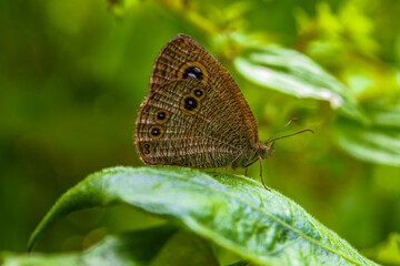 Skippers are a family of the Lepidoptera (moths and butterflies) named the Hesperiidae. Being diurnal, they are generally called butterflies