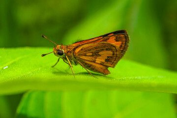 Skippers are a family of the Lepidoptera (moths and butterflies) named the Hesperiidae. Being diurnal, they are generally called butterflies