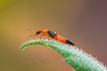 The Paederinae are a subfamily of the Staphylinidae, rove beetles. This insect is commonly known as Tomcat