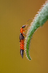 The Paederinae are a subfamily of the Staphylinidae, rove beetles. This insect is commonly known as Tomcat